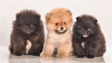 Pomeranian Dogs: The Ideal Companions - Advice For Dogs