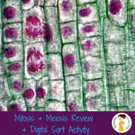 Mitosis Vs Meiosis Digital Activity Meiosis Mitosis Teaching Cells