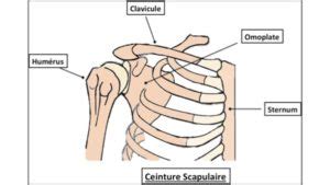 Fracture Paule Clinique De L Paule Du Coude Docteur Deranlot