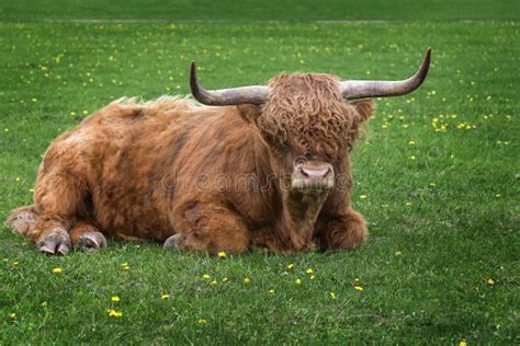 Brown Long Hair Highland Bull Stock Photo - Image of agriculture, hair ...