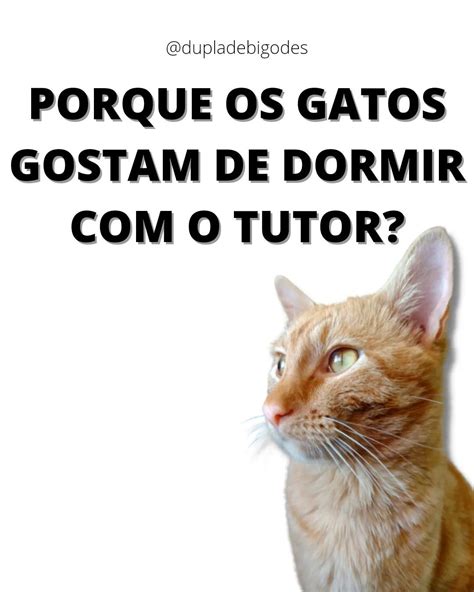 Mykosie Cleyt O On Instagram Porque Os Gatos Gostam De Dormir O