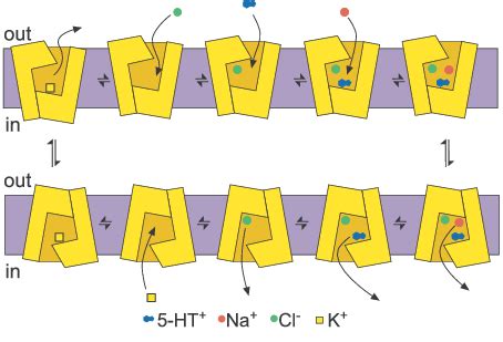 Possible Mechanism Of Serotonin Transport Transport Of Ht Together