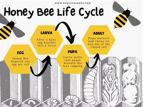 Detailed Look at the Honey Bee Life Cycle (w/ Diagram) - 🐝 BootstrapBee ...