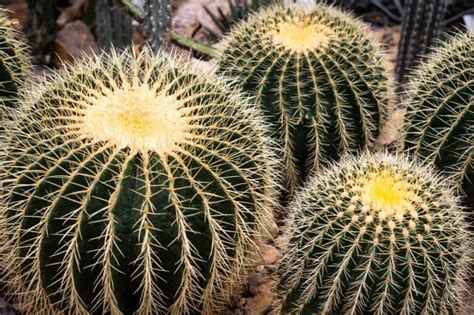 7 Poisonous Cacti Varieties You Should Be Aware Of Succulent Alley