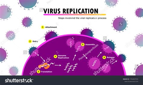 Influenza Virus Life Cycle Animation