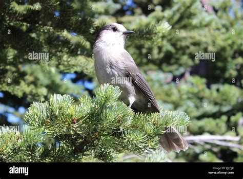 gray jay whiskey jack bird Stock Photo - Alamy