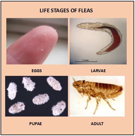 Life Cycle Of Fleas