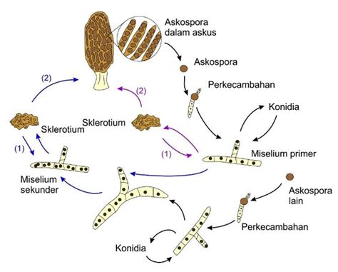 Gambar 3 Siklus Hidup Jamur Morel Morchella Spp Tanda Panah Hitam