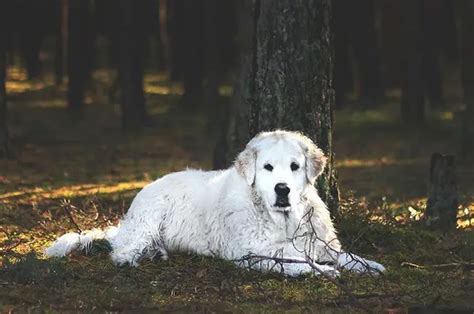 犬が風邪をひく原因と症状とは？風邪の対処法・予防方法を解説 Nademo ペットメディア【nademo なでも 】