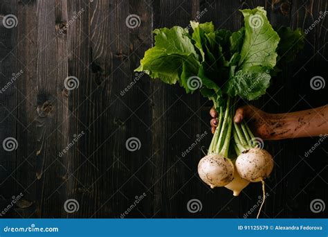 Organic Fresh Harvested Vegetables Farmer`s Hand Holding Fresh Turnip