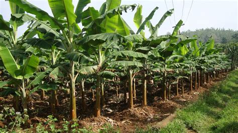 Kalau Tanam Pokok Pisang Di Rumah Ini Tip Penjagaan Kena Buat Supaya