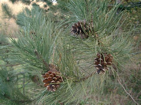 Pinus Nigra Ssp Nigra Arn Pin Noir Dautriche Climessences