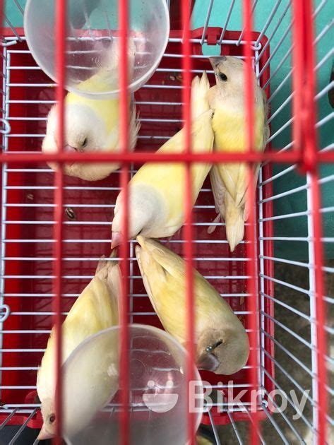 Goldiyan Finch For Sale In Nilphamari Bikroy