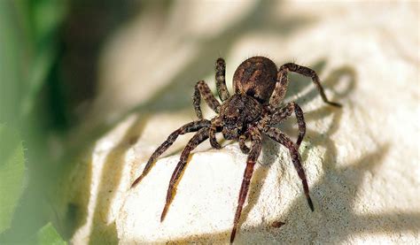 Tarantula Spider - Facts, Bite & Habitat Information