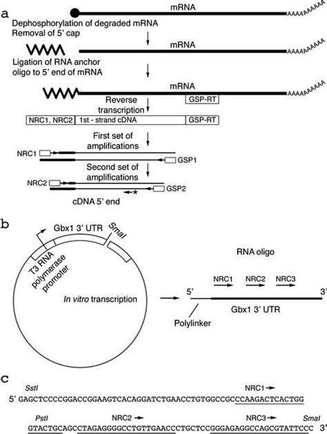 Rapid Amplification Of Cdna Ends Race Springerlink