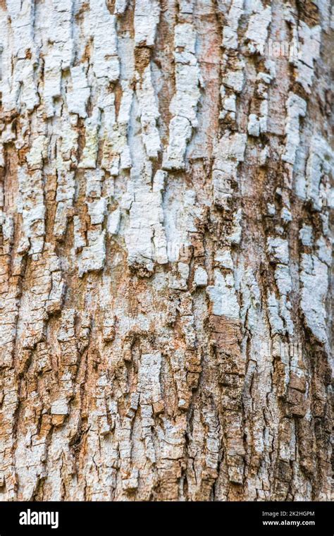 Tropical tree bark texture in natural jungle Mexico Stock Photo - Alamy