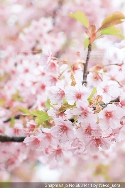 桜のクローズアップの写真・画像素材 6834414 Snapmart（スナップマート）