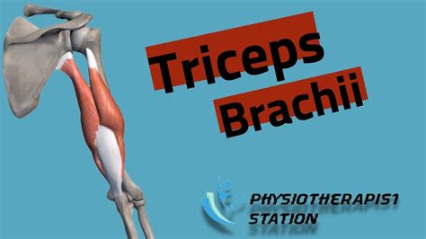 Triceps Brachii Muscle Origin Insertion Action Muscle Anatomy