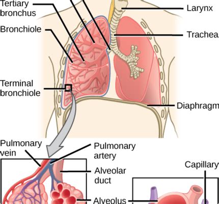 Human Respiratory System Diagram Class Cbse Class Notes Online