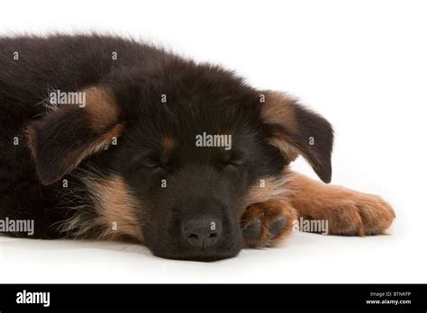 German Shepherd Dog Puppy At Seven Weeks Old Stock Photo Alamy