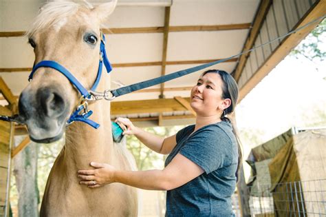 Curry Confusion: Horse Grooming Terminology for Beginners - Horse Rookie