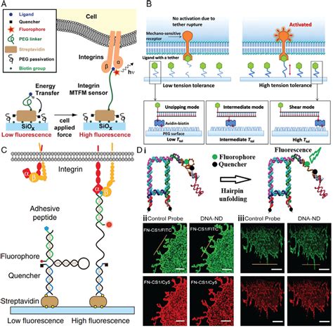 Molecular Sensors A A Schematic Of An Analogue PEG Based Molecular