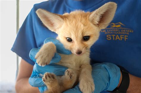 Fennec Fox Kits Zooborns