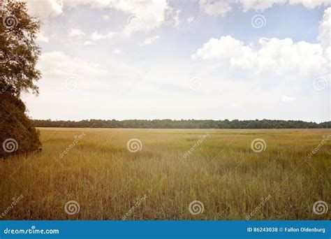 Beautiful swamp land in GA stock photo. Image of clouds - 86243038