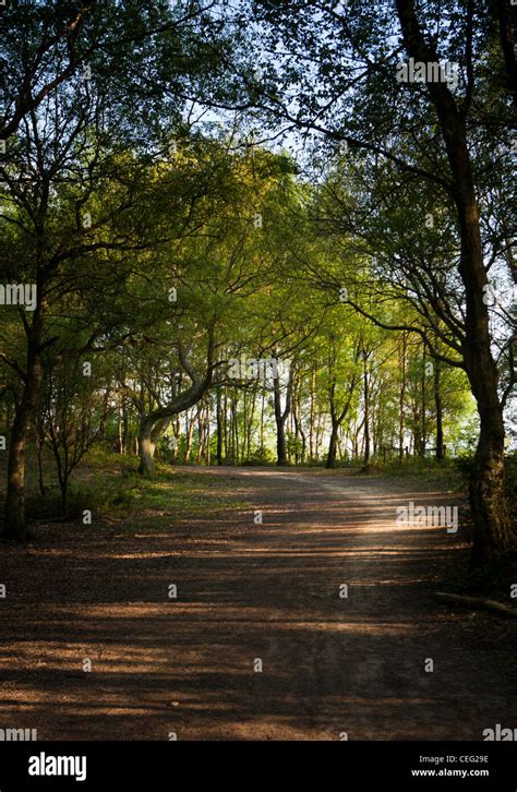 beech trees  ranmore common surrey surrey hills woodland summer