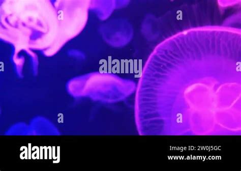 Blurry Video Of Moon Jellyfish Aurelia Aurita Red Translucent Color And