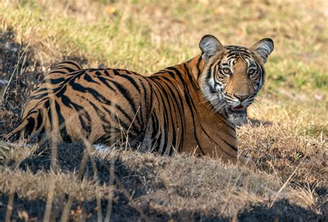 Tigeratnagarholenationalpark