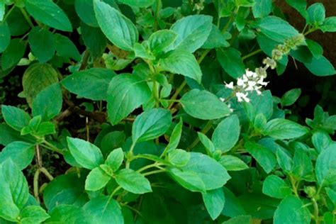 Plantas Que Afastam O Mosquito Da Dengue