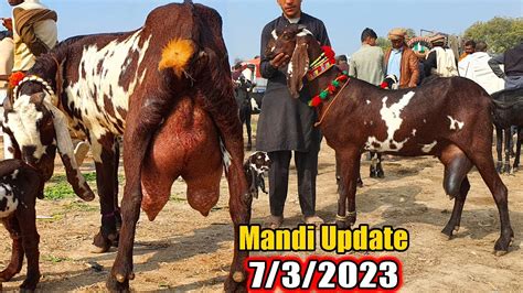 New Update Bakra Mandi Sahiwal Waoo Amazing Big Amritsari Beetal