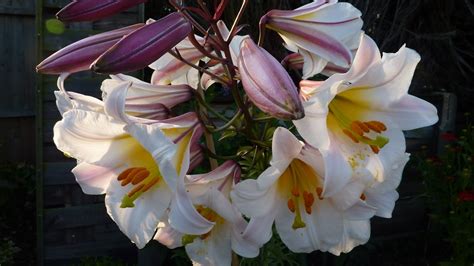 Lilium Regale Karins Garden