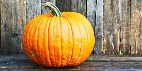 How Much Do Pumpkins Weigh All Common Varieties Gfl Outdoors