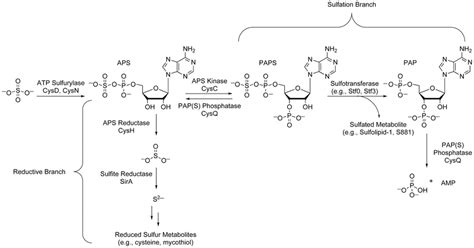 The sulfate assimilation pathway of Mtb. Inorganic sulfate from the... | Download Scientific Diagram