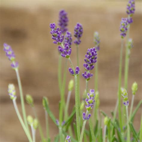 Lavandula Angustifolia Felice Pot Size Cm English Lavender