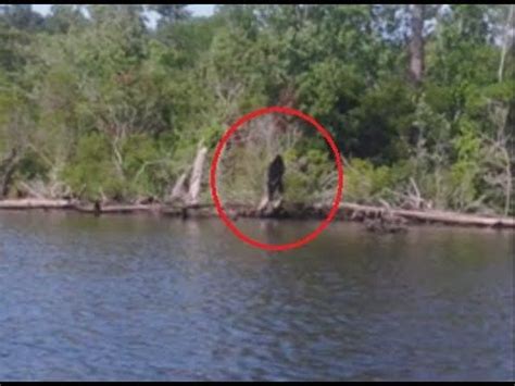 Oncology Surgeon's Bigfoot Encounter While Fishing In Arkansas | The ...