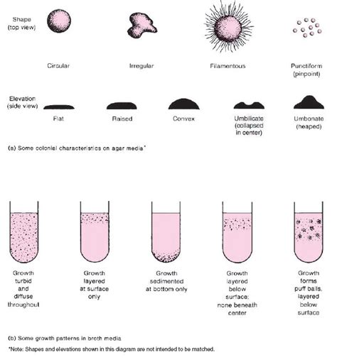 Handling And Examining Cultures Orientation To The Microbiology