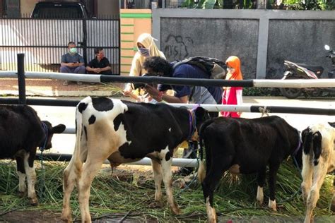 Foto Jakarta Punya Wisata Peternakan Sapi Di Cipayung Bisa Perah