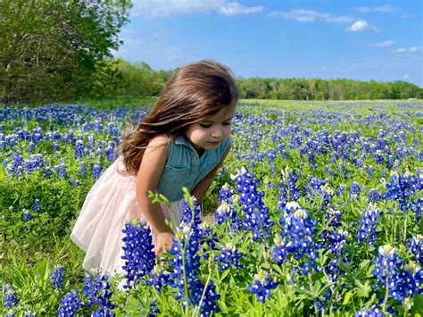 Texas Bluebonnets in Bloom 2022: Your Pictures – NBC 5 Dallas-Fort Worth