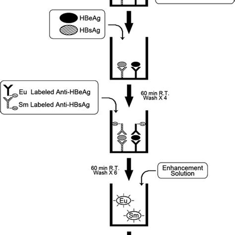 Standard Curve Of Hbsag A And Hbeag B And The Intra Assay Cv For