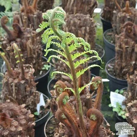 Buy Tree Fern For Delivery Jackson S Nurseries