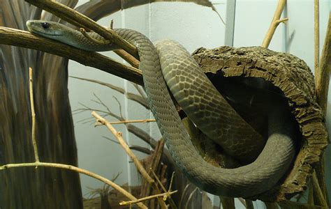 Amazing Black Mamba Snake Black Mamba Facts Photos Information