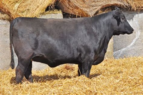 Red Angus Embryos For Sale Sb10 2048 Sire Buyer