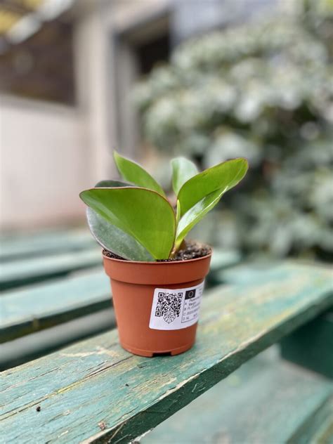 Peperomia Obtusifolia Red Margin Jungle Boogie