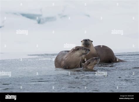 River otter family Stock Photo - Alamy