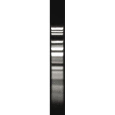 Thermo Scientific Fastdigest Bme I L Sa Tz Restriction