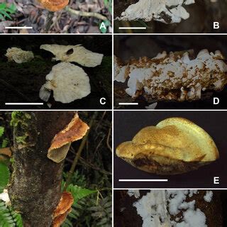 Fresh Basidiomata Of Species As New Records For Colombia A Basidiomata