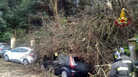 Viale Machiavelli Grosso Albero Crolla In Strada